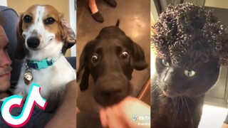 Cutest Pets on Tiktok2