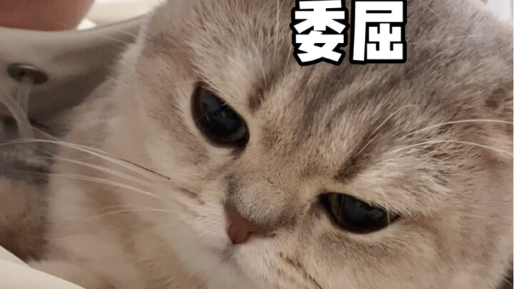 Siapa yang membawa ayahku pergi!