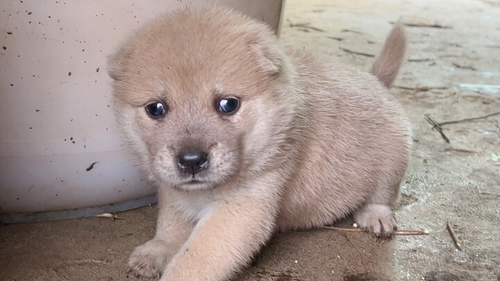 A little dog isolated in the litter, shunned by the others and hiding alone in a corner in a daze—af