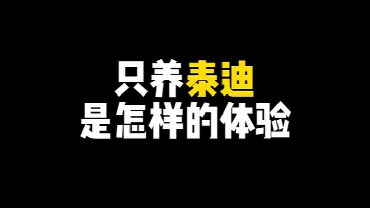 Pet Trivia: When Will Teddy Poodles Finally Be Cleared of Their Bad Reputation?