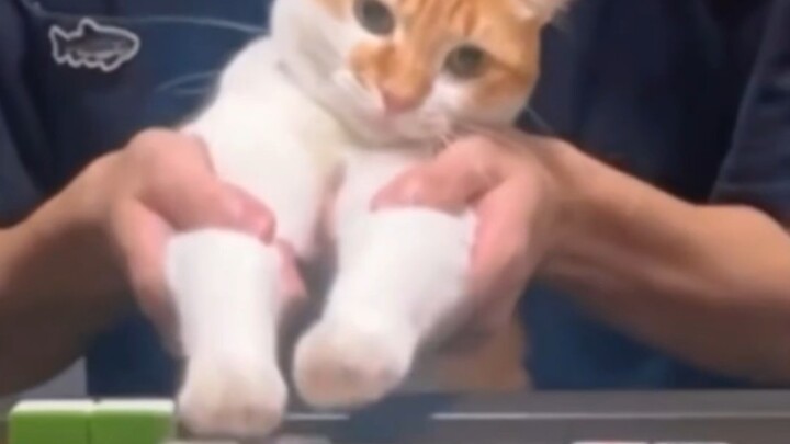 แมว: ฉันชนะแล้วเหรอ?