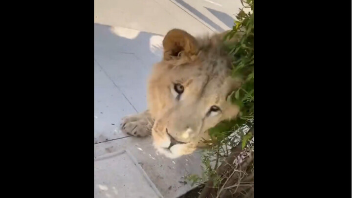 "The moment when someone mistakes cats for dogs due to poor eyesight"