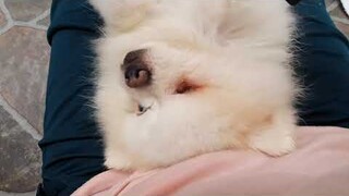 สวัสดีค่ะ🐕🐕🐕🐕🐕