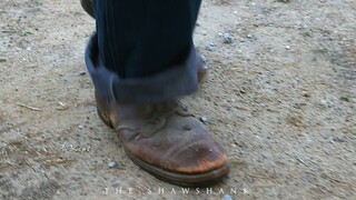 “有些鸟儿 是注定关不住的”#混剪 #高分电影