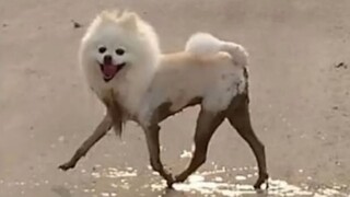 Funny moments of animals