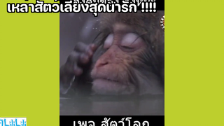 เหล่าสัตว์เลี้ยงสุดน่ารัก !!!!