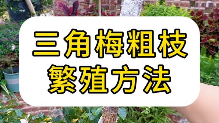Bougainvillea Thick-Branch Cutting Method #FlowersAndPlants #Bougainvillea #Cuttings