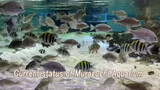 Films|A Visit to Aquarium