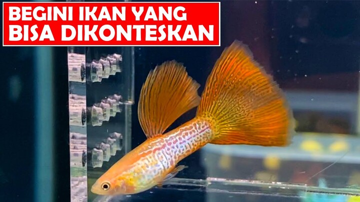 CIRI IKAN GUPPY YANG BISA DIKONTESKAN ! YANG PUNYA GUPPY WAJIB NONTON !!