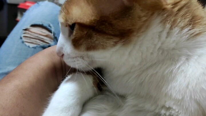 猫:他们父女俩为了得到我差点打起来 •᷄ࡇ•᷅