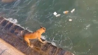 豪狗！