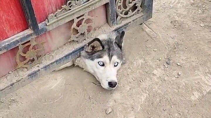 Is there any point in keeping such a dumb dog?