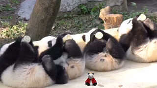 It's bottle time for these little black & white balls of fluff!