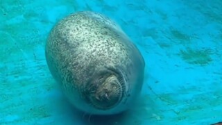 "Kotoran yang tak bisa hanyut, benda yang tak bisa digantungkan, orang yang kebal pukulan hook atas,