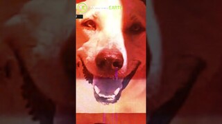 The sacrificial love of a dog! #shorts | Amazing Earth