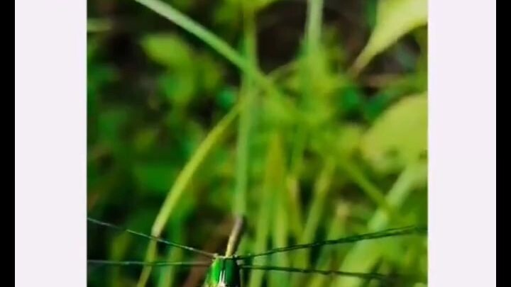 Nature dragon fly