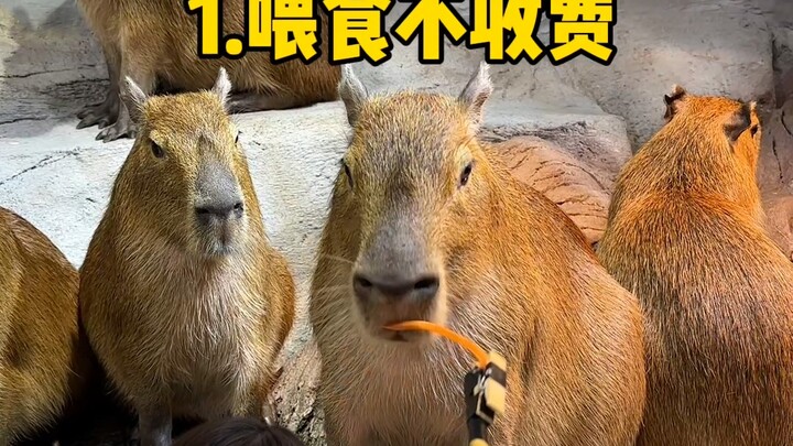 牢记这三点，逛长沙zoolung动物园易如反掌！