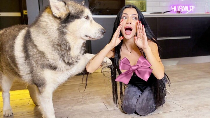 When You Pretend to Be Blind and Call the Husky