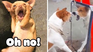 เหลือเชื่อ!!! วิดีโอสุนัขตลก ๆ พยายามอย่าหัวเราะ 🦴🐕🐶✔️6