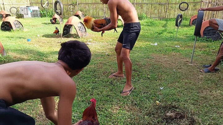 Pumpkin Hatch VS McLean Kelso