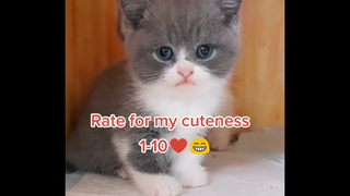 ลูกแมวน่ารัก&น่าLoveใจละลาย Ep5 baby cats cute and funny cat videos compilation เหมียวๆ