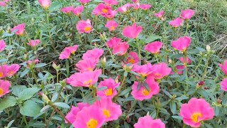 Cùng Vợ Ra Sông Thăm Lợp Cá Lóc Về Nấu Canh Mồng Tươi Ăn Với Cá Khô Tiêu.Góc Làng Quê