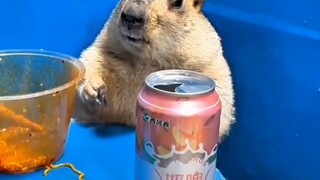 给我兄弟来点火鸡面
