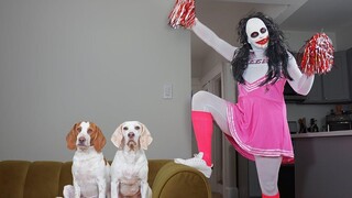 Dogs vs Zombie Cheerleader Prank Funny Dog Maymo และ Pot Pie Pranked ในวันฮาโลวีน โดย Cheerleader