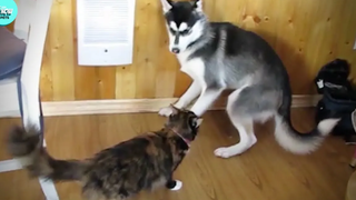 🐱แมวเฮฮากลั่นแกล้งสุนัขไร้เดียงสา🐶