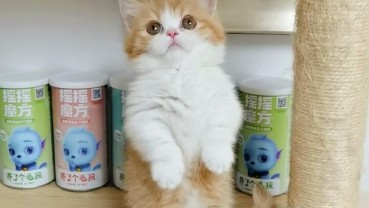 นี่ไม่ใช่แมวพันธุ์ใหม่อย่าง “ตุ๊กตาดิน” หรอกเหรอ? น่ารักเกินไปแล้ว!