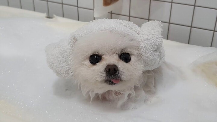 The dog who takes a bath as soon as you say “dirty” — Pomeranian jumps right into the water!