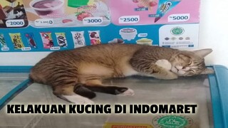 KELAKUAN KUCING DI INDOMARET - JAJANAN INI ADA GAK YA DI INDOMARET?