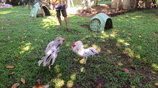 First spar ng legba banded stags. DG White. June 15, 2025.
