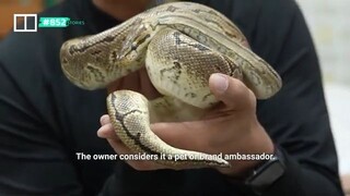 y2mate.com - Snake queen of Hong Kong brings warmth to the city_360P