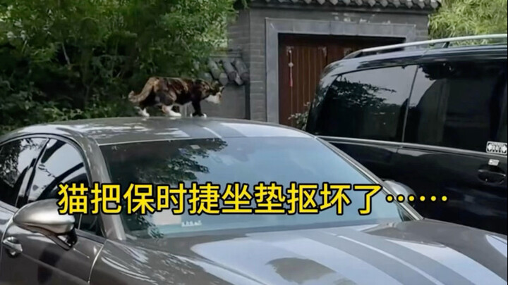 يا له من قط ماكر!