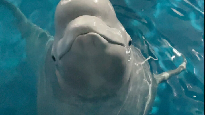 เสี่ยวเฮยมั่นใจมาก