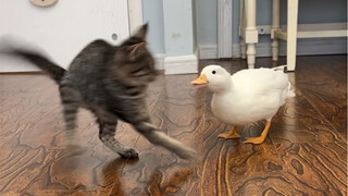 Komisi Inspeksi Lingkaran Kucing