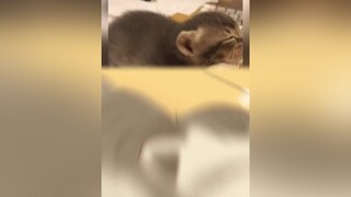 Sen ơi em gặp ác mộng mèo cute foryou