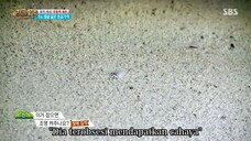 law of the jungle(kota manado) ep 249 sub indo