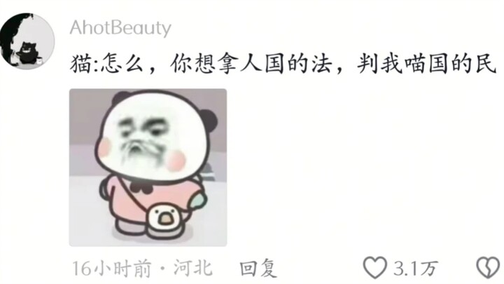 ฉันไม่เคยเห็นใครยิงแมวเลย