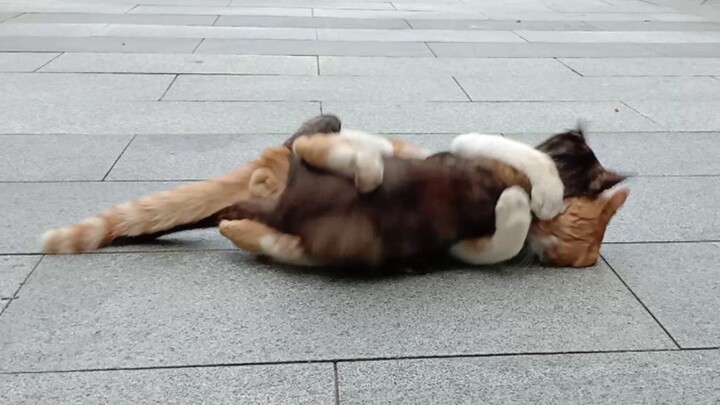 Close Encounter of Cats' Street-Fight.