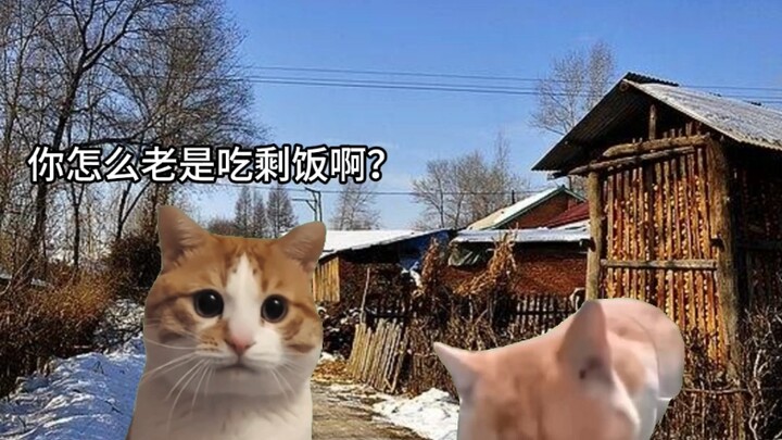 当城里猫过年回家遇到农村猫时