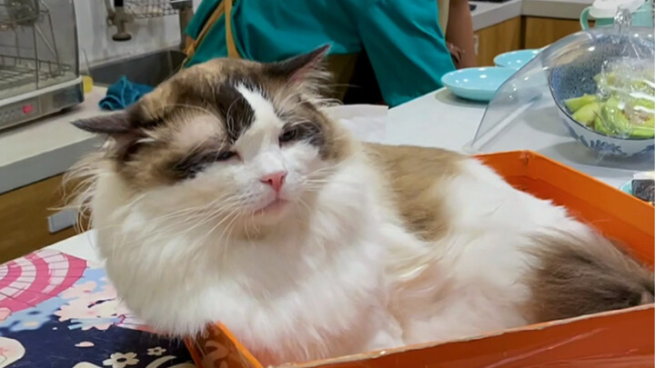 It turns out all the cats at the cat café are total scoundrels!