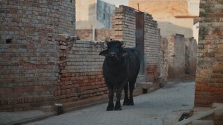ni tension mitra nu hai ni officel video diljit Dosanjh ni tension song