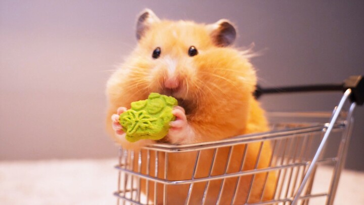 كما يعلم الجميع، الهامستر هو دمية تتحرك أحيانًا.