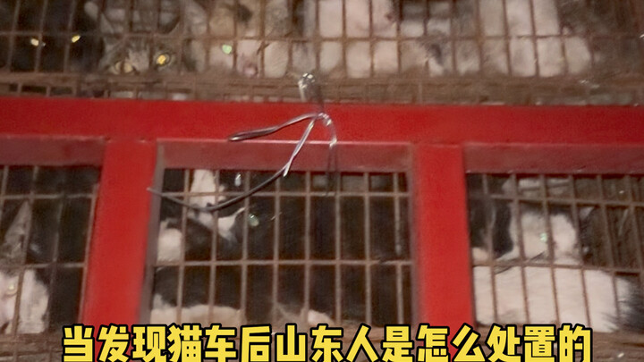 万幸它们在山东，参与了这件事才知道这里面的黑暗和艰难。一言难尽，埋在心里吧🙏只希望它们能被善待#善待动物关爱生命
