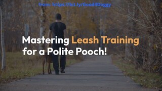 Mastering Leash Training for a Polite Pooch