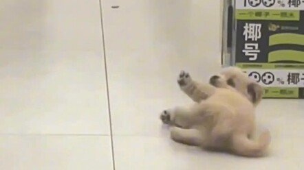 Anjing penata balet dalam legenda