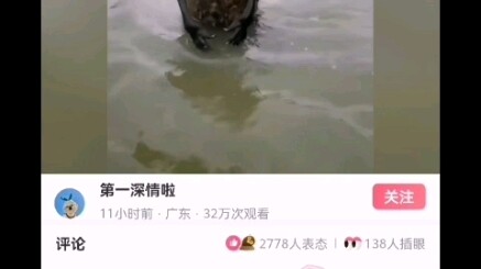 Tikus Australia: Kamu juga mau duel samurai bareng aku?