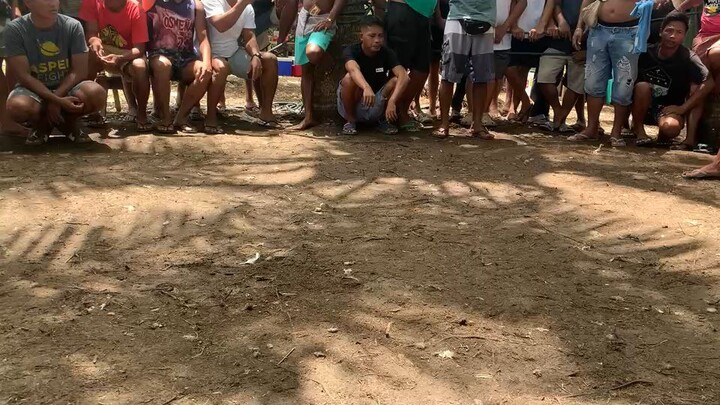 manok kung pula